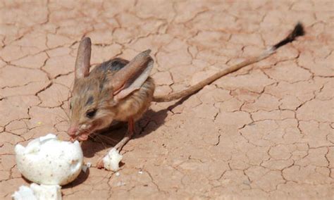 The long-eared jerboa stands—and hops—in a class of its own | Magazine ...