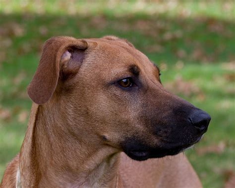 Black Mouth Cur: Una Raza De Perro Versátil Y Resistente ️