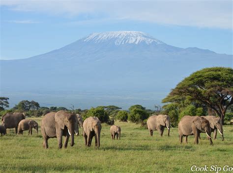 The Elephants of Amboseli National Park, Kenya