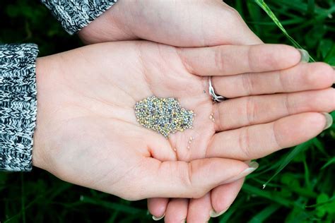 How to Plant a Clover Lawn