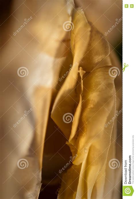 Mushroom Gills stock image. Image of mushroom, fungus - 10026169