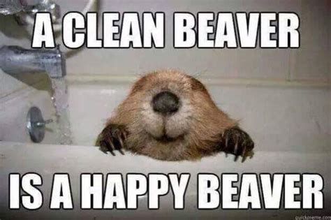 A clean beaver is a happy beaver. - RealFunny