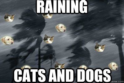 raining cats and dogs - Misc - quickmeme