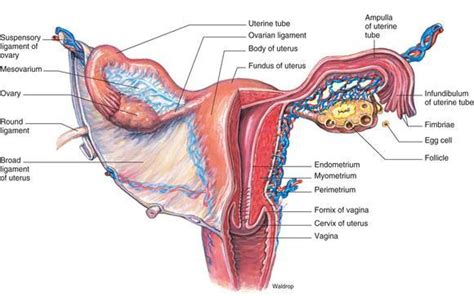 The function of the uterus in the female reproductive system | Science ...