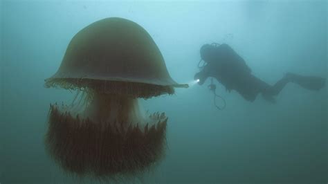 Nomura's Jellyfish | Big Pacific: Voracious | PBS LearningMedia