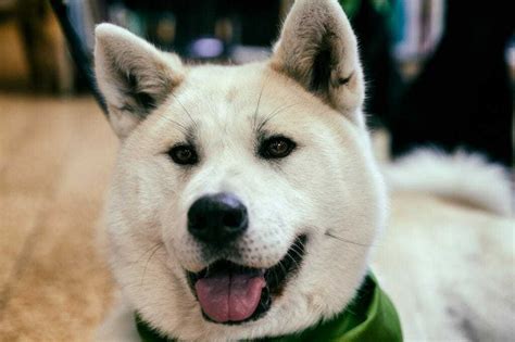 Kishu Ken Dog Breed Information: 11 Things to Know | Your Dog Advisor