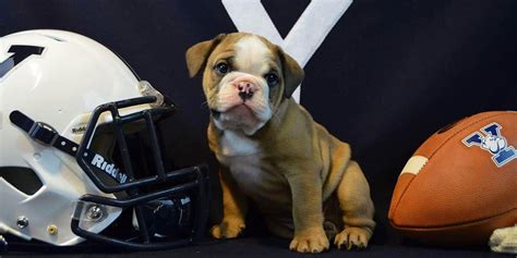 Yale introduces new mascot, Handsome Dan XVIII | NCAA.com