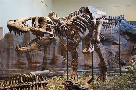 Scientists just found soft tissue inside a dinosaur fossil. Here's why ...