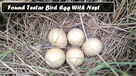 Grey Francolin Teetar Bird Nest With Eggs Shimla, Himachal, India - YouTube