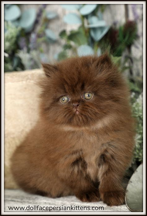 Brown Persian Cat Price In India - Pets Lovers