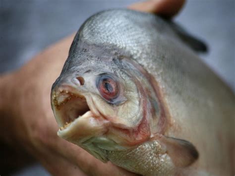 Argentinian girl loses toe in piranha attack | Photos | Herald Sun