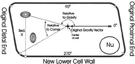 Central columella cell (inside-“right”) after reorientation of the ...