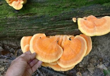 Chicken Of The Woods Identification