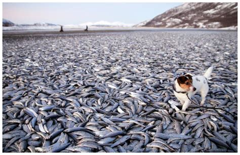 20 Tons of Dead Fish on Norway Beaches -- Earth Changes -- Sott.net