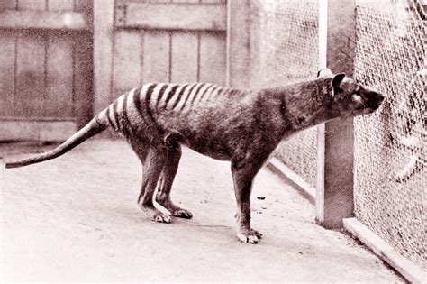 Scientists might bring the Tasmanian tiger back from extinction