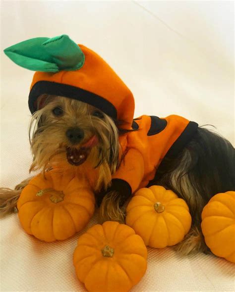 15 Best Halloween Costumes For Your Yorkie 2020 | Page 5 of 5 | The Dogman