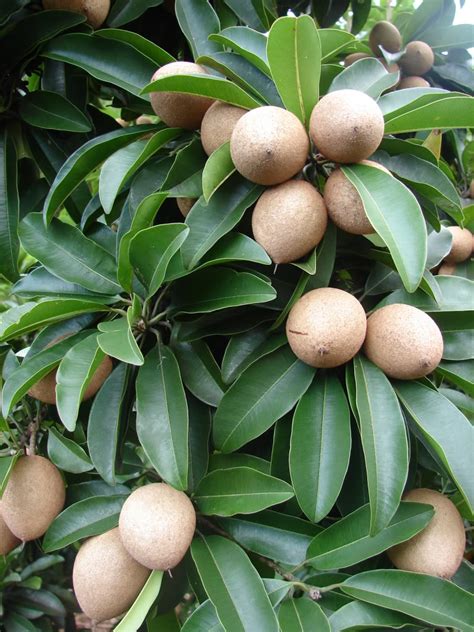 Polynesian_Produce_Stand