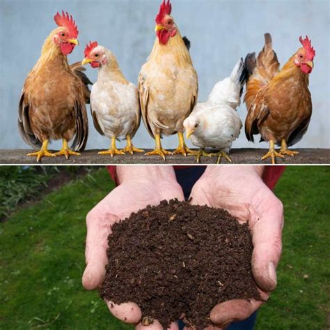 Making Chicken Manure Compost for Garden Plants | Gardening Tips