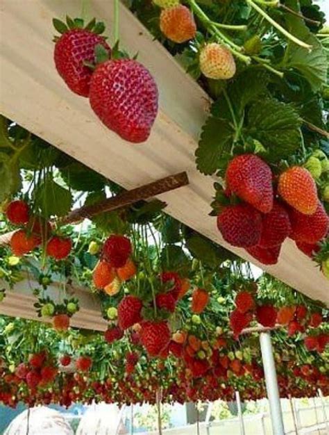 strawberry trellis garden #VerticalFarming | Gutter garden, Strawberry ...