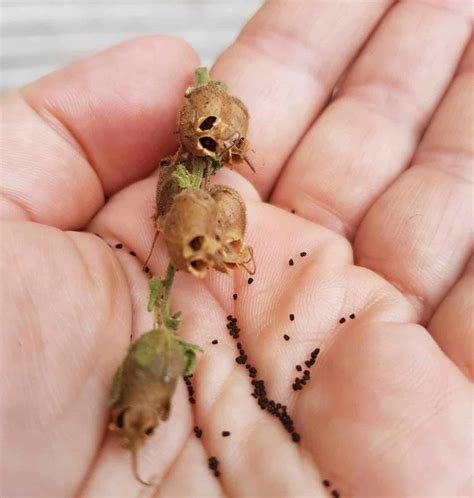 Best Way for Collecting Snapdragon Seeds! - Plants Craze