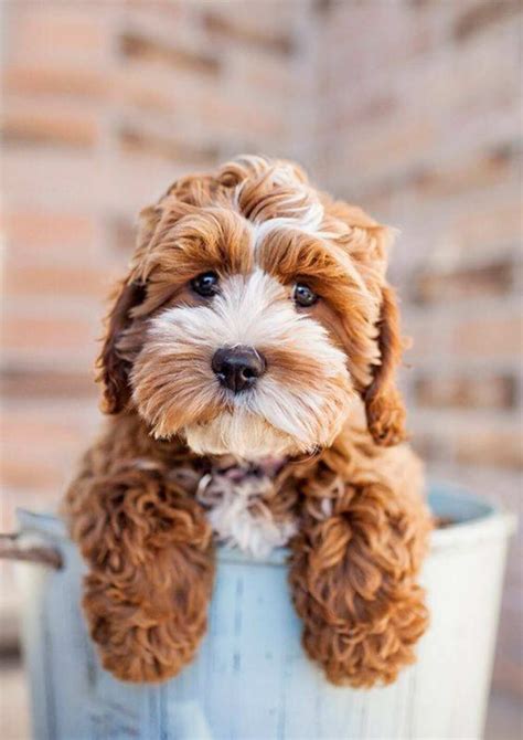 Most Cutest Dog Breeds In The World - Photos All Recommendation