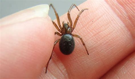 8 Facts About the Misunderstood House Spider