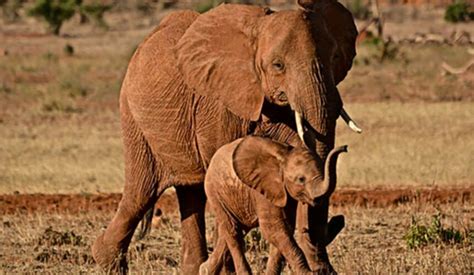 About Elephants – International Elephant Foundation