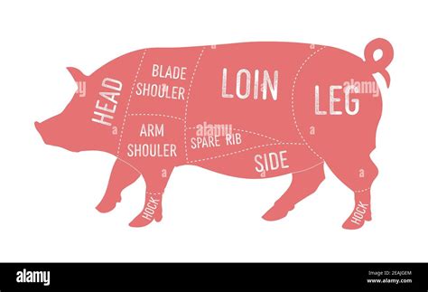 American primal pork meat cuts diagram Stock Photo - Alamy