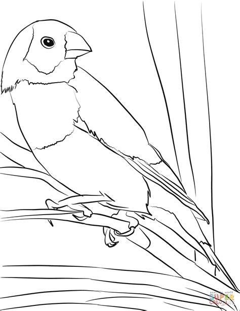 Gouldian Finch Bird coloring page | Free Printable Coloring Pages