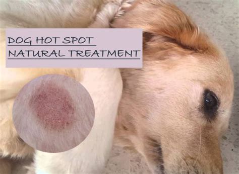 15 Natural Home Remedies For Dog Hot Spot Treatment