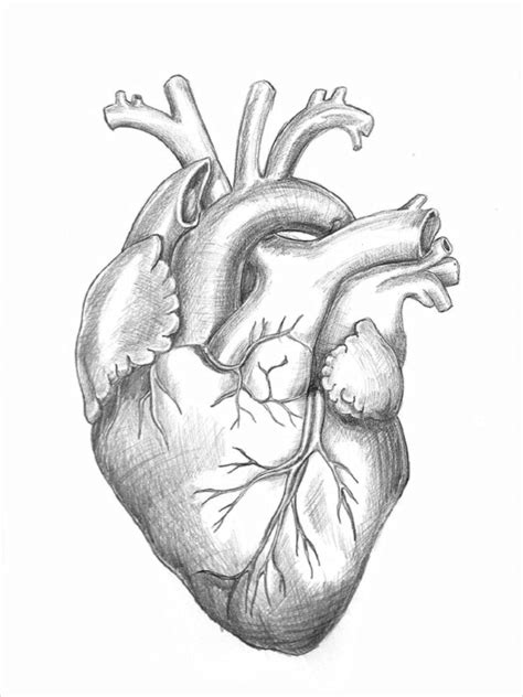 Croquis Du Coeur Humain