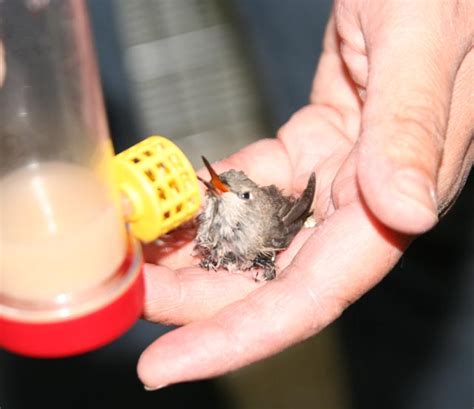 Cute Baby Hummingbirds