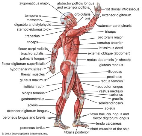 Human muscle system | Functions, Diagram, & Facts | Britannica