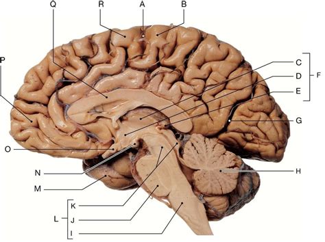 Mid-sagittal section of the human brain Diagram | Quizlet