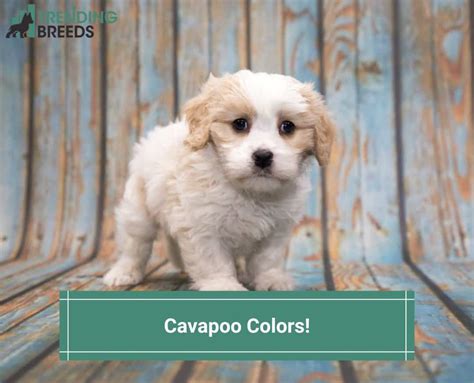 Cavapoo Colors Guide – With Tons Of Pictures! (2022)