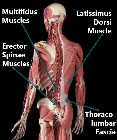 Erector Spinae Muscles Diagram