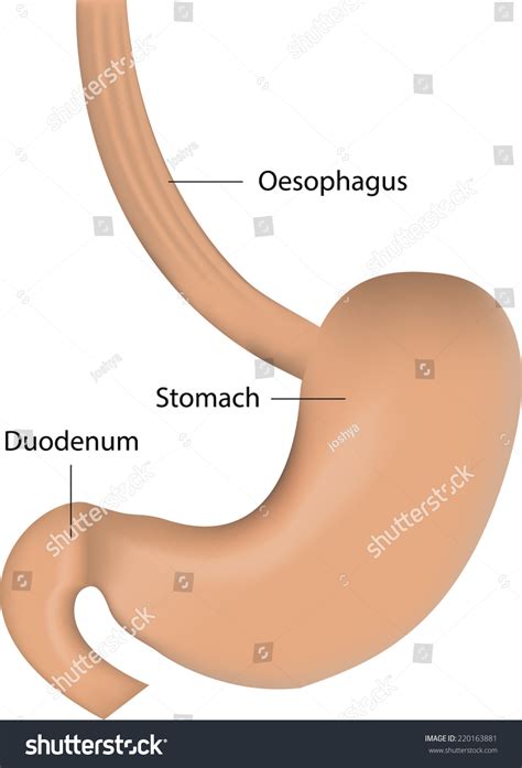 Stomach Esophagus Labeled Diagram: เวกเตอร์สต็อก (ปลอดค่าลิขสิทธิ์ ...