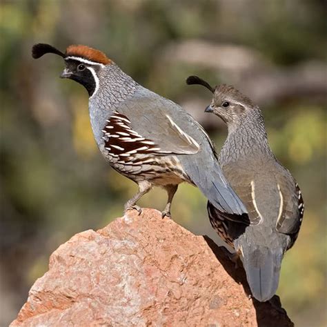 quail-9619.jpg (500×500) | Arizona birds, Quail, Pet paradise