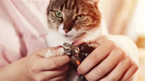 How to Trim Your Cat’s Claws (When They Really Don’t Want You to ...