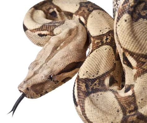 Boa Constrictor Care - WhitePython™