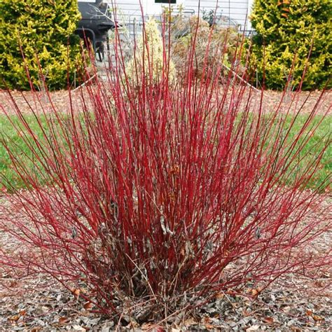 Cornus 'Arctic Fire' Red Twig Dogwood - Northport Native Garden Initiative