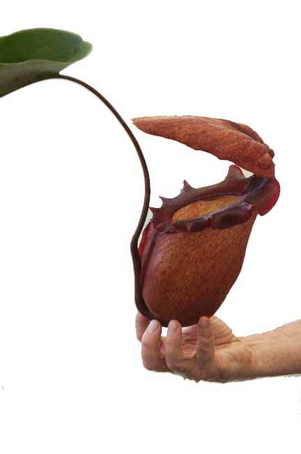 Nepenthes rajah for sale Carnivorous plants for sale Canada