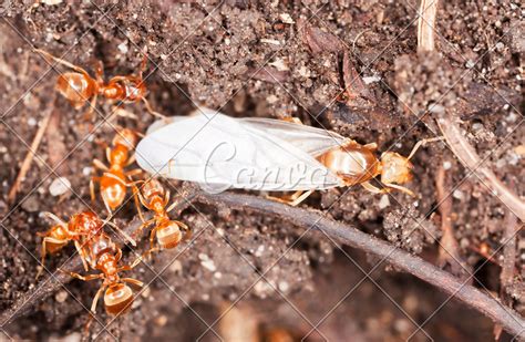 European fire ant (Myrmica rubra) queen and workers - Photos by Canva