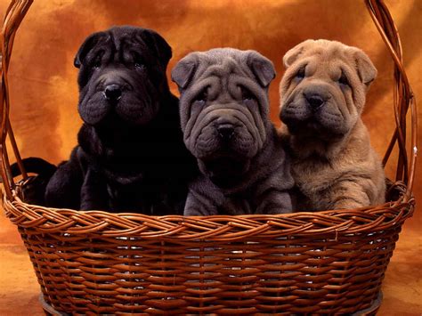 File:Shar Pei puppies.jpg - Wikimedia Commons