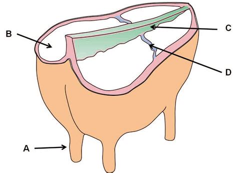 BOVINE MAMMARY ANATOMY: a lifecycle view - M2-magazine