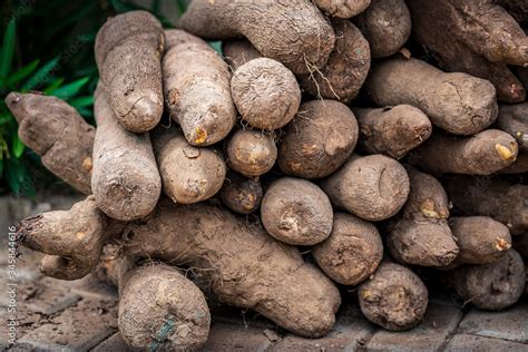 Yams are stacked for storage during a fall yam harvest festival in ...