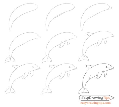 How to Draw a Dolphin Step by Step - EasyDrawingTips