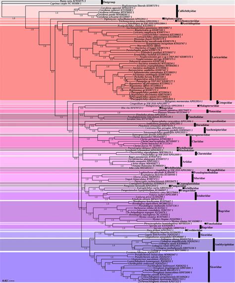 Phylogenetic tree of Siluriformes species inferred from the COI based ...