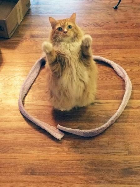 Cats And Circles (14 pics)