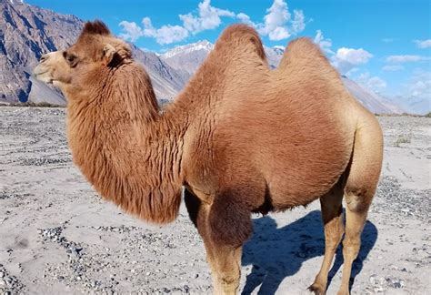 Once a 'burden', double-humped camel is a prized animal in Ladakh today